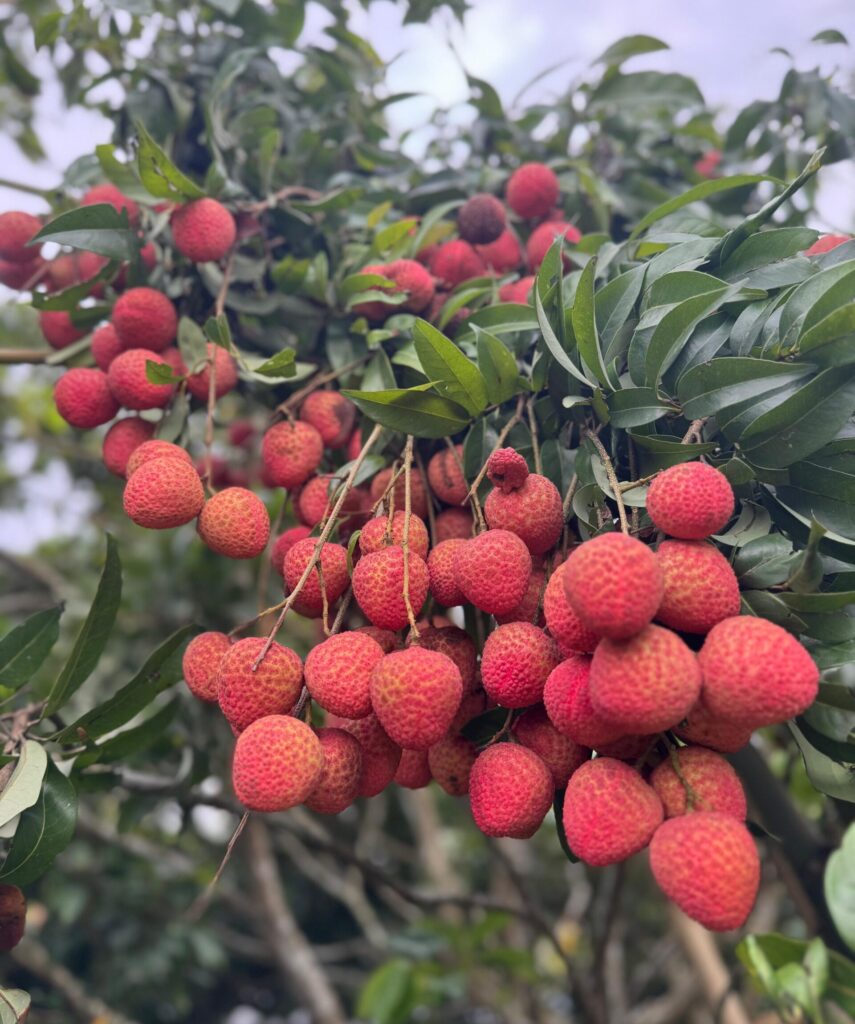 Authentic GI-Tagged Tezpur Litchi from Assam Fresh Tezpur Litchi growing in orchards of Assam