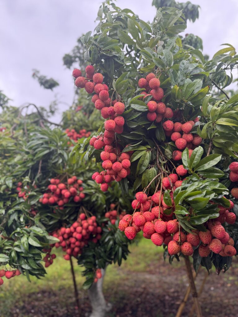 Fresh GI-tagged Tezpur Litchi fruits grown naturally in Tezpur, Assam