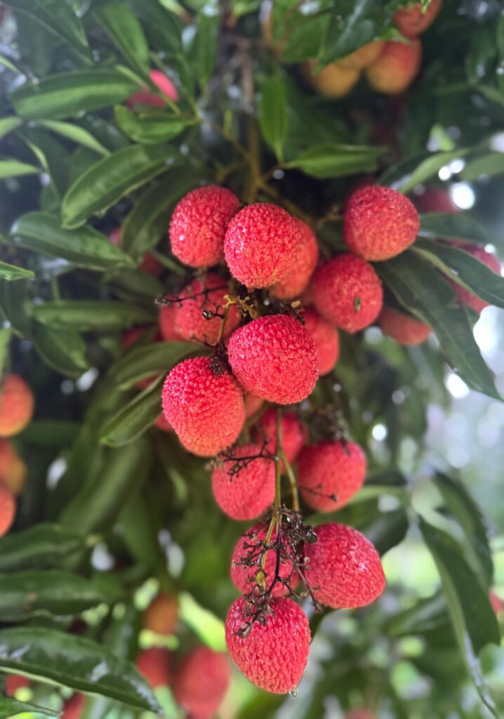GI-Tagged Tezpur Litchi – Fresh from Assam Fresh Tezpur Litchi harvested from orchards in Assam